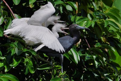 Little blue heron mom hounded by her chicks