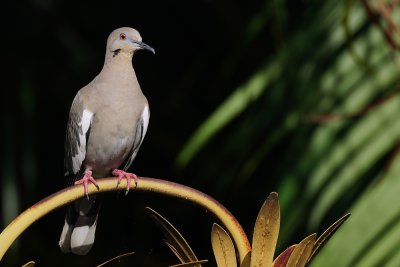 White-winged dove