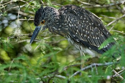 Yellow-crowned night heron - female