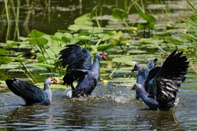 Grey-headed swamphen couples facing off