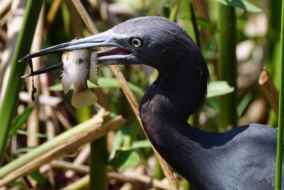 Little blue heron with a fish