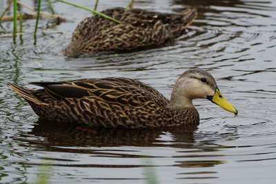 Mottled duck