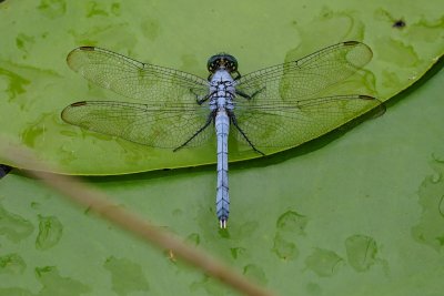 Blue dragonfly on a wet leaf