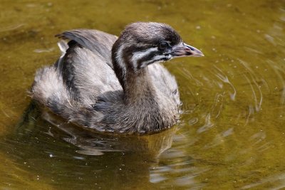 Young pied-billed grebe, closer