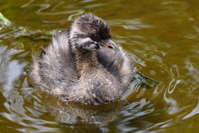 Young pied-billed grebe