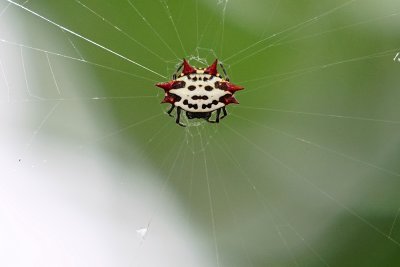 Spiny-backed orb weaver spider