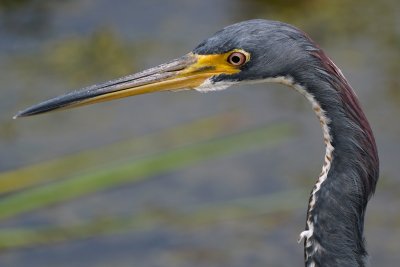 Tricolor heron closeup