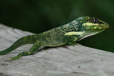 Knight anole on a rail