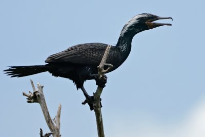 Double-crested cormorant with white crests
