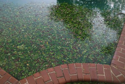 Pool looks more like a swamp