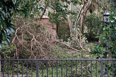 Backyard full of downed branches