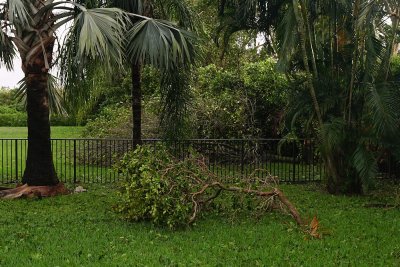 Heavy branch fallen in the yard
