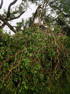 Much of a tall tree had fallen into my yard