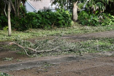 Branches blocking my driveway