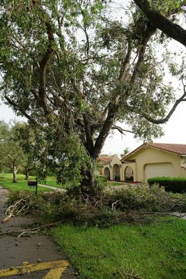 Neighbor's tree fallen apart