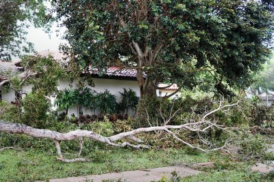 Close call on this big tree segment