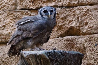 Verreauxs eagle owl