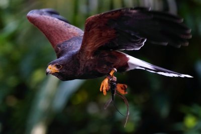 Harris's hawk in flight