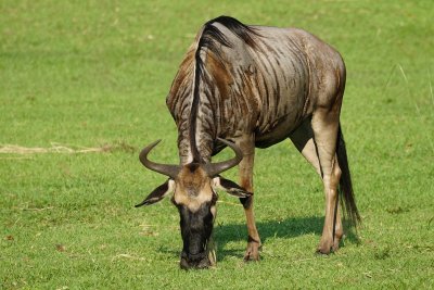 Wildebeest on the open savannah
