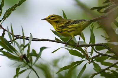 Prairie warbler