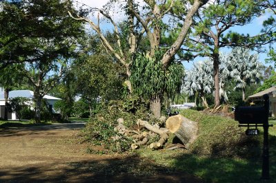 Various tree damage in the neighborhood