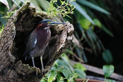 Green heron with a nice private viewing spot