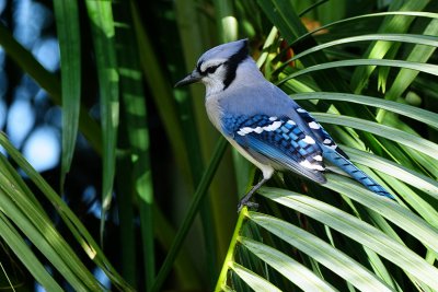 Blue jay