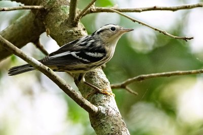 Black and white warbler