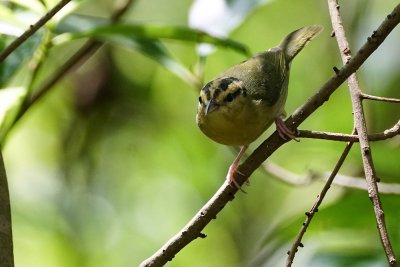 Worm-eating warbler