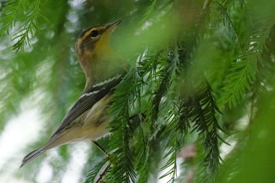 Blackburnian warbler