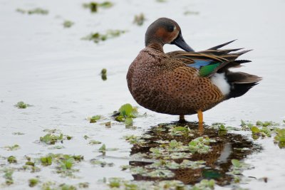 Blue-winged/Green-winged teal hybrid