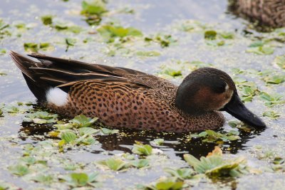 Blue-winged/Green-winged teal hybrid