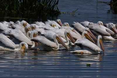 American white pelicans