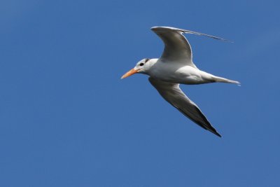 Royal tern