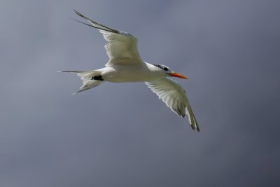 Royal tern