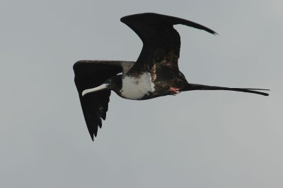 Magnificent frigatebird