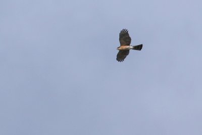 Sharp-shinned hawk