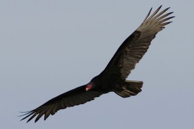 Florida vulture