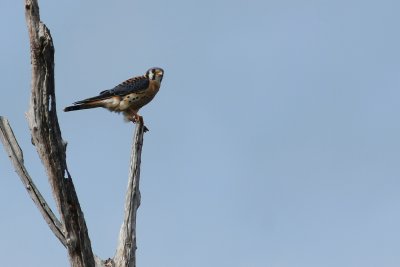 Kestrel