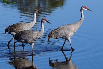 Sandhill cranes