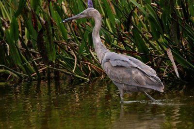 Reddish egret