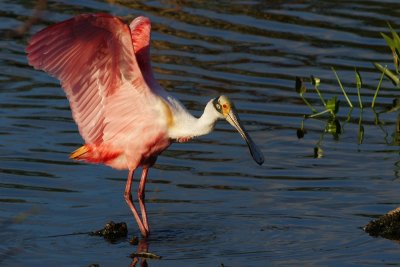 Roseate spoonbill