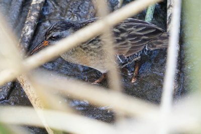 Virginia rail