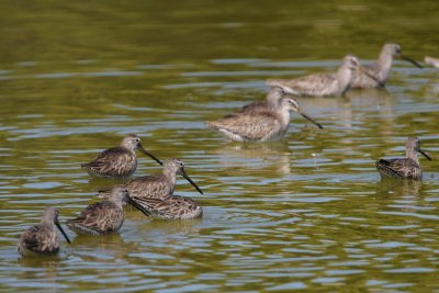 Long-billed dowitchers