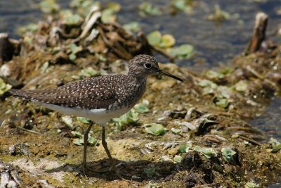 Solitary sandpiper