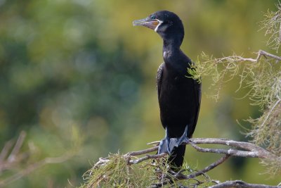 Neotropic cormorant