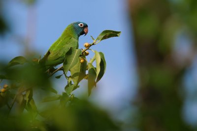 Blue-crowned parakeet