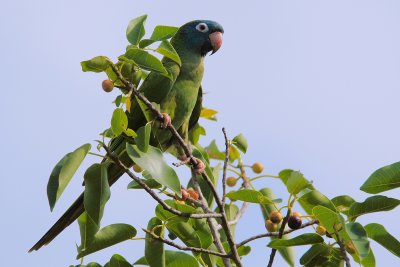 Blue-crowned parakeet