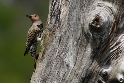 Northern flicker