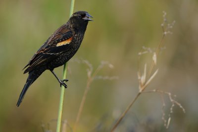 Red-winged blackbird